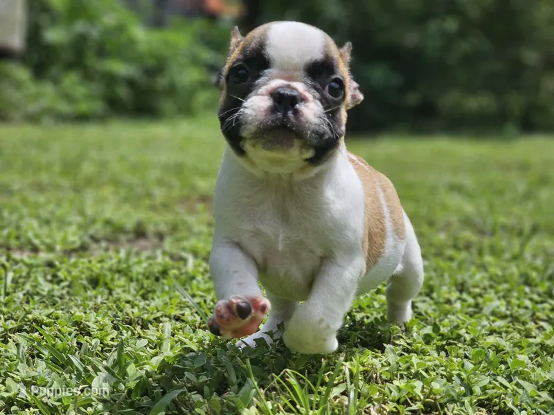 Winnie – French Bulldog puppy for sale in Webster, FL