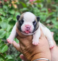 Winnie, a female French Bulldog for sale in Webster, FL – 2 of 5