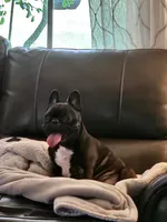 Marsha (AKA Marshal), a female French Bulldog for sale in Webster, FL – 4 of 5