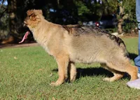 Long coat female, a female German Shepherd Dog for sale in Webster, FL – Photo 2 of 3