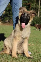 Long coat female, a female German Shepherd Dog for sale in Webster, FL – Photo 1 of 3