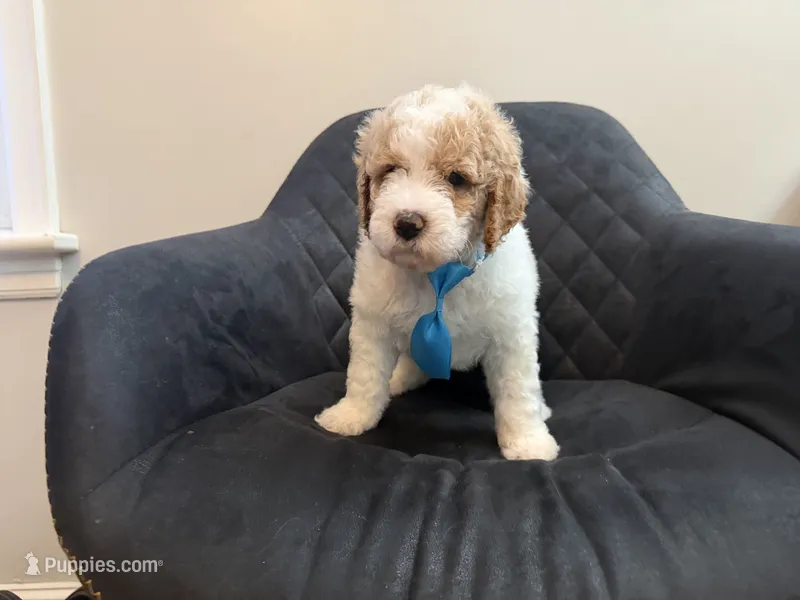Argentina AKC standard poodle – Poodle - Standard  puppy for sale in New Britain, CT