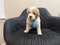 AKC small standard poodle, a male Poodle - Standard  for sale in New Britain, CT – 3 of 5