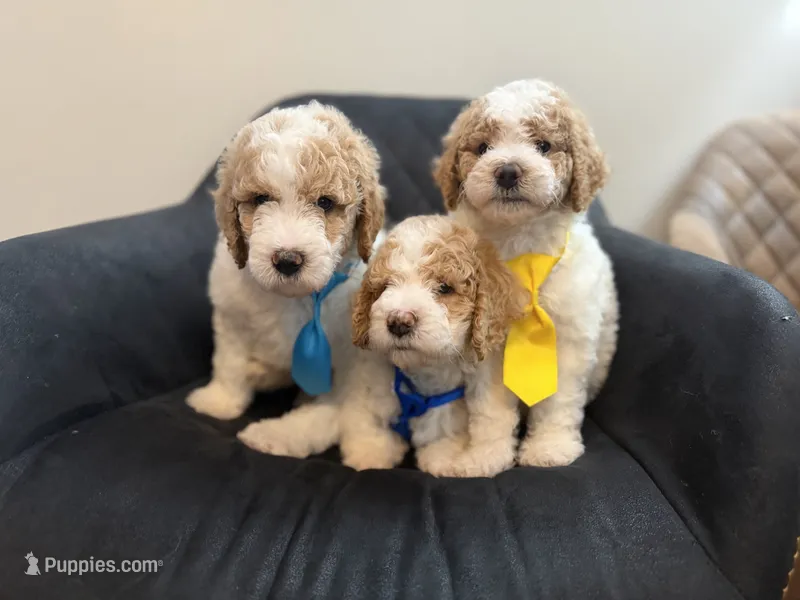 AKC small standard poodle – Poodle - Standard  puppy for sale in New Britain, CT