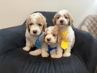 AKC small standard poodle, a male Poodle - Standard  for sale in New Britain, CT – 1 of 5