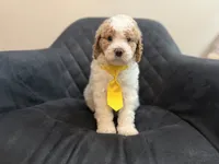 AKC small standard poodle, a male Poodle - Standard  for sale in New Britain, CT – 5 of 5