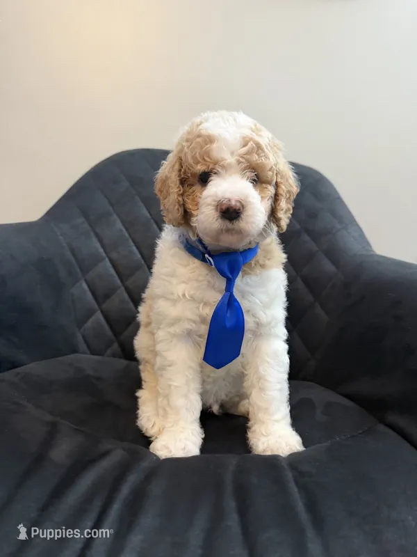 France AKC small Standard Poodle (Mooyen) – Poodle - Standard  puppy for sale in New Britain, CT