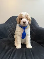 France AKC small Standard Poodle (Mooyen), a male Poodle - Standard  for sale in New Britain, CT – 1 of 1