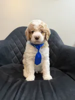 AKC small standard poodle, a male Poodle - Standard  for sale in New Britain, CT – 4 of 5