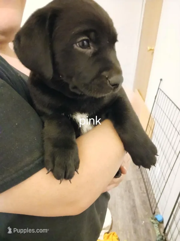 Pink – Labrador Retriever, Weimaraner puppy for sale in Dalton, PA