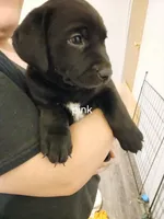 Pink, a female Labrador Retriever and Weimaraner for sale in Dalton, PA – Photo 1 of 2