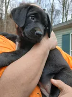 Pinky, a female Labrador Retriever and Weimaraner for sale in Dalton, PA – Photo 4 of 4
