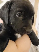 Pink, a female Labrador Retriever and Weimaraner for sale in Dalton, PA – Photo 2 of 2