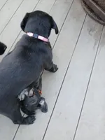 Pinky, a female Labrador Retriever and Weimaraner for sale in Dalton, PA – Photo 3 of 4