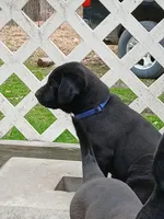Token, a male Labrador Retriever and Weimaraner for sale in Dalton, PA – Photo 1 of 3
