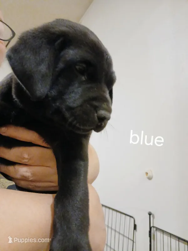 Blue – Labrador Retriever, Weimaraner puppy for sale in Dalton, PA