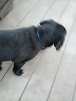 Token, a male Labrador Retriever and Weimaraner for sale in Dalton, PA – Photo 3 of 3