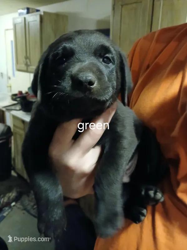 Green – Labrador Retriever, Weimaraner puppy for sale in Dalton, PA