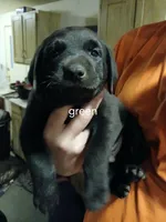 Green, a male Labrador Retriever and Weimaraner for sale in Dalton, PA – Photo 1 of 2