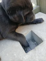 Bear, a male Labrador Retriever and Weimaraner for sale in Dalton, PA – Photo 6 of 6