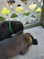 Bear, a male Labrador Retriever and Weimaraner for sale in Dalton, PA – Photo 5 of 6