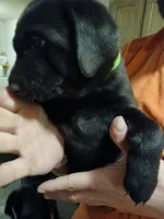 Green, a male Labrador Retriever and Weimaraner for sale in Dalton, PA – Photo 2 of 2