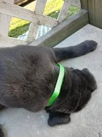 Bear, a male Labrador Retriever and Weimaraner for sale in Dalton, PA – Photo 4 of 6