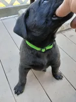 Bear, a male Labrador Retriever and Weimaraner for sale in Dalton, PA – Photo 3 of 6