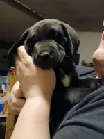 Trooper, a male Labrador Retriever and Weimaraner for sale in Dalton, PA – Photo 2 of 4