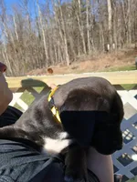 Trooper, a male Labrador Retriever and Weimaraner for sale in Dalton, PA – Photo 3 of 4