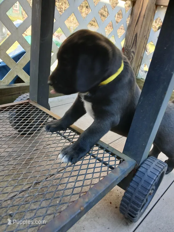 Trooper – Labrador Retriever, Weimaraner puppy for sale in Dalton, PA