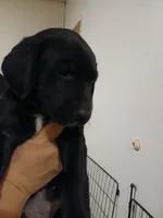 Red, a female Labrador Retriever and Weimaraner for sale in Dalton, PA – Photo 2 of 2