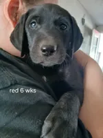 Ellie, a female Labrador Retriever and Weimaraner for sale in Dalton, PA – Photo 2 of 4