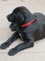 Ellie, a female Labrador Retriever and Weimaraner for sale in Dalton, PA – Photo 4 of 4