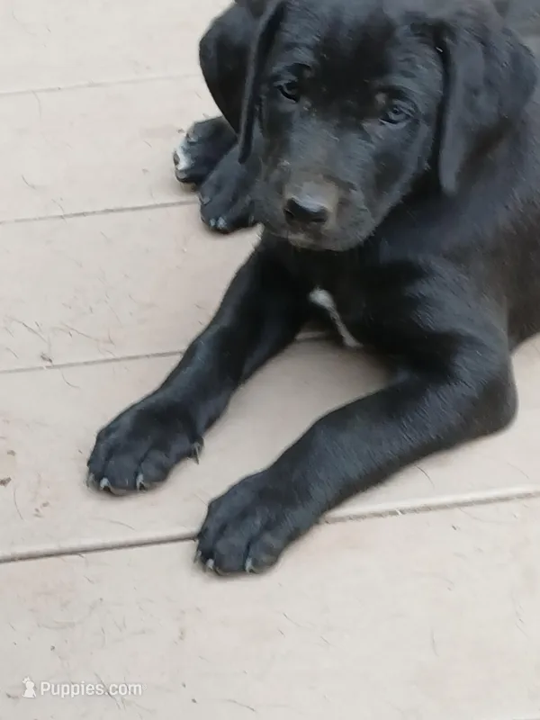 Ellie – Labrador Retriever, Weimaraner puppy for sale in Dalton, PA