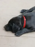 Ellie, a female Labrador Retriever and Weimaraner for sale in Dalton, PA – Photo 3 of 4