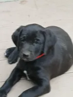 Ellie, a female Labrador Retriever and Weimaraner for sale in Dalton, PA – Photo 1 of 4