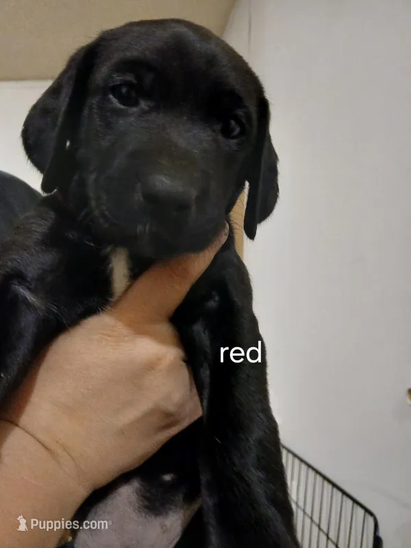 Red – Labrador Retriever, Weimaraner puppy for sale in Dalton, PA