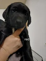 Red, a female Labrador Retriever and Weimaraner for sale in Dalton, PA – Photo 1 of 2