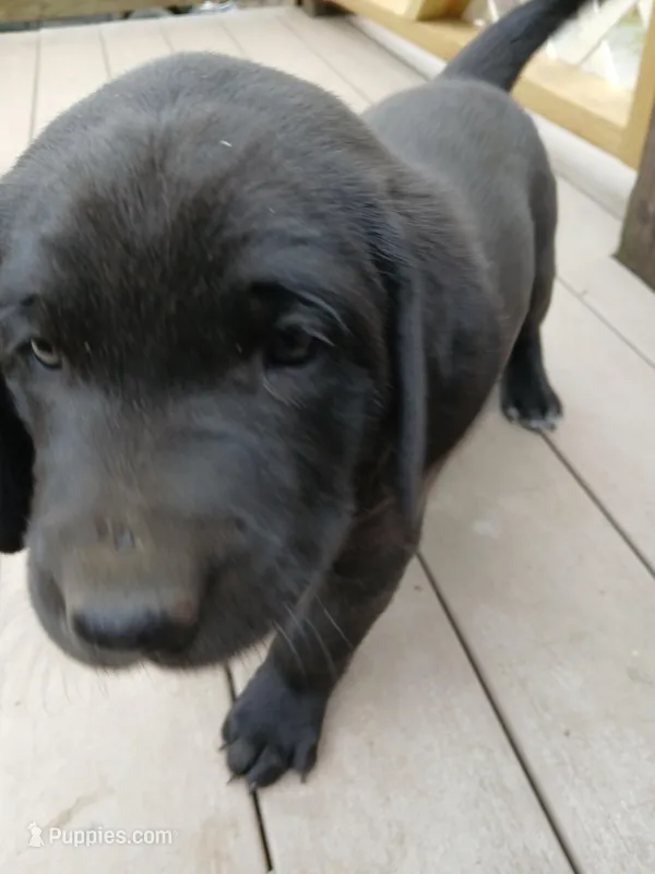 Cartman – Labrador Retriever, Weimaraner puppy for sale in Dalton, PA