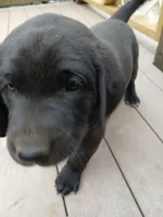 Cartman, a male Labrador Retriever and Weimaraner for sale in Dalton, PA – Photo 1 of 4