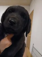 Orange, a male Labrador Retriever and Weimaraner for sale in Dalton, PA – Photo 2 of 2