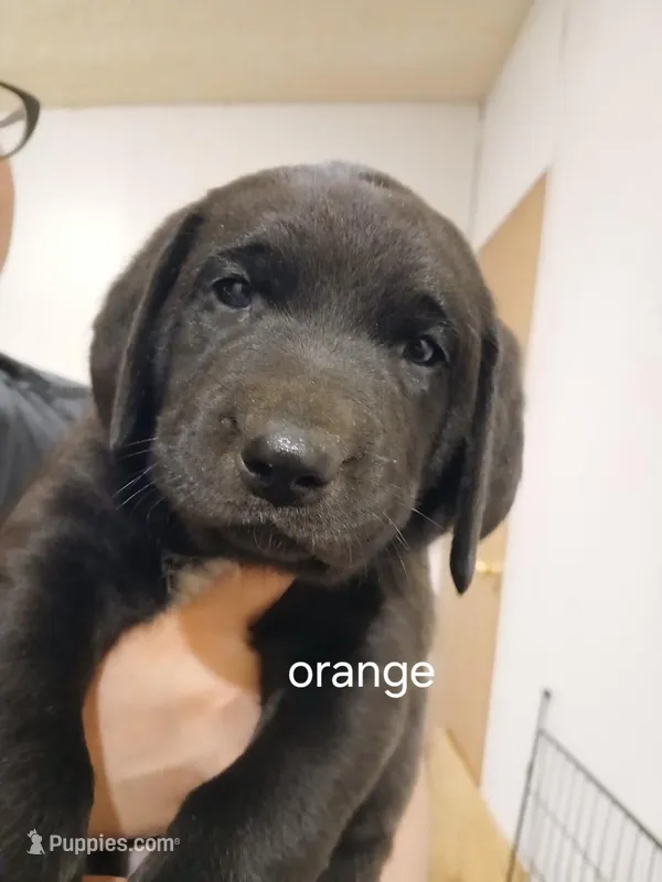 Orange – Labrador Retriever, Weimaraner puppy for sale in Dalton, PA