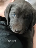 Cartman, a male Labrador Retriever and Weimaraner for sale in Dalton, PA – Photo 4 of 4