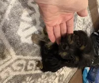 Odie , a male Yorkshire Terrier and Poodle - Toy  for sale in Prestonsburg, KY – 3 of 3