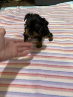 Pixie , a female Yorkshire Terrier for sale in Prestonsburg, KY – 6 of 7