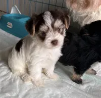 Snickers (chocolate parti morkie ), a male Morkie for sale in Prestonsburg, KY – Photo 2 of 2