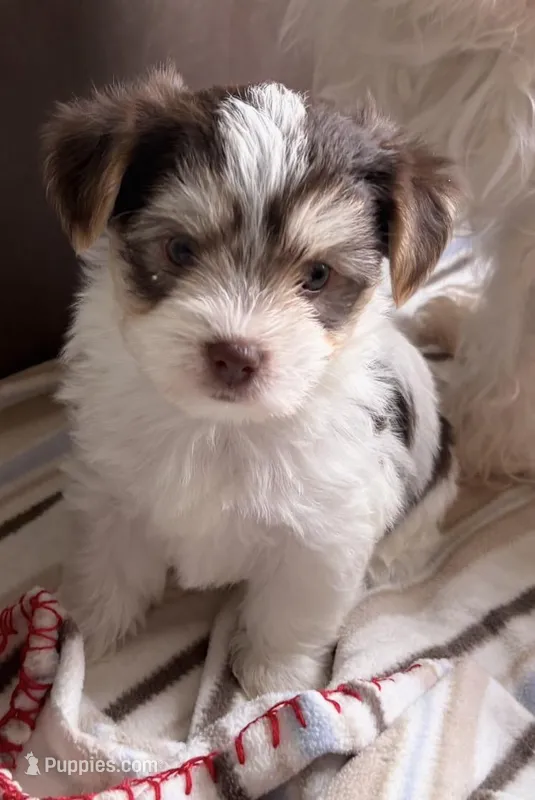 Snickers (chocolate parti morkie ) – Morkie puppy for sale in Prestonsburg, KY