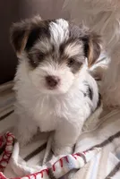 Snickers (chocolate parti morkie ), a male Morkie for sale in Prestonsburg, KY – Photo 1 of 2