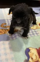 Olaf , a male Miniature Schnauzer and Yorkshire Terrier for sale in Prestonsburg, KY – Photo 2 of 7